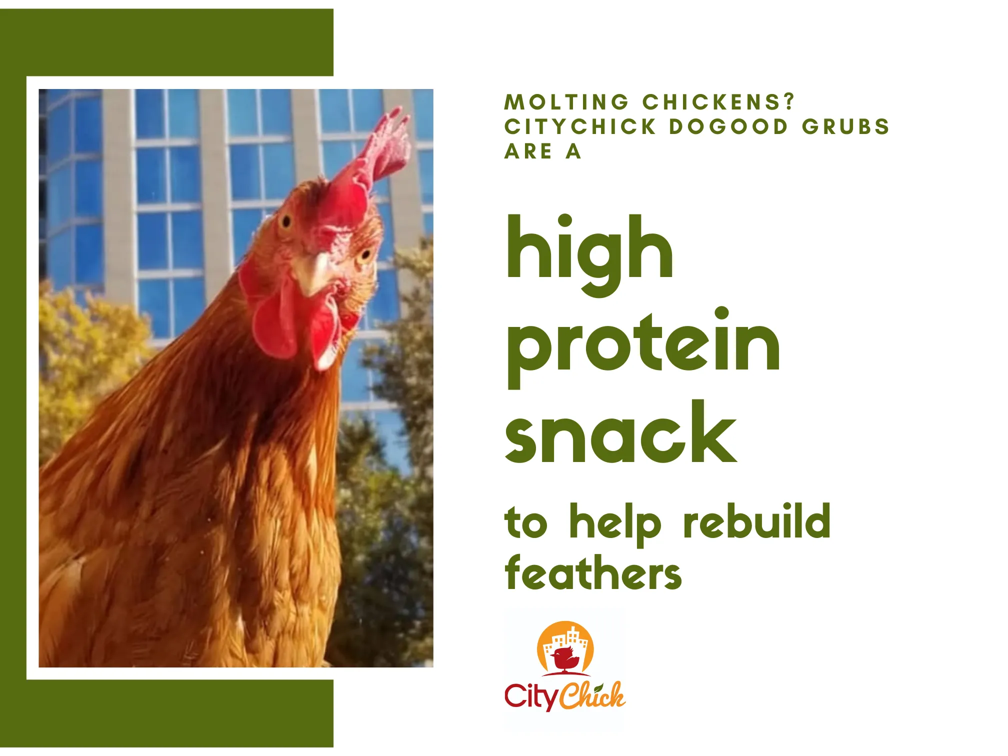 CityChick "DoGood" Grubs - 8 oz bag of Dried Black Soldier Fly larvae