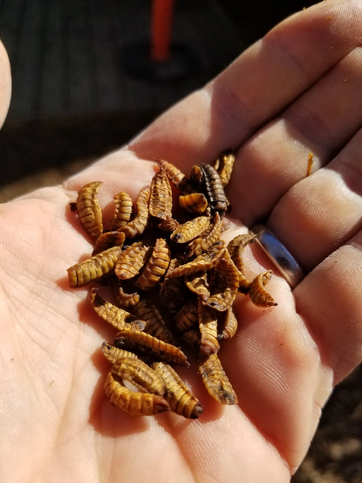 CityChick "DoGood" Grubs - 8 oz bag of Dried Black Soldier Fly larvae