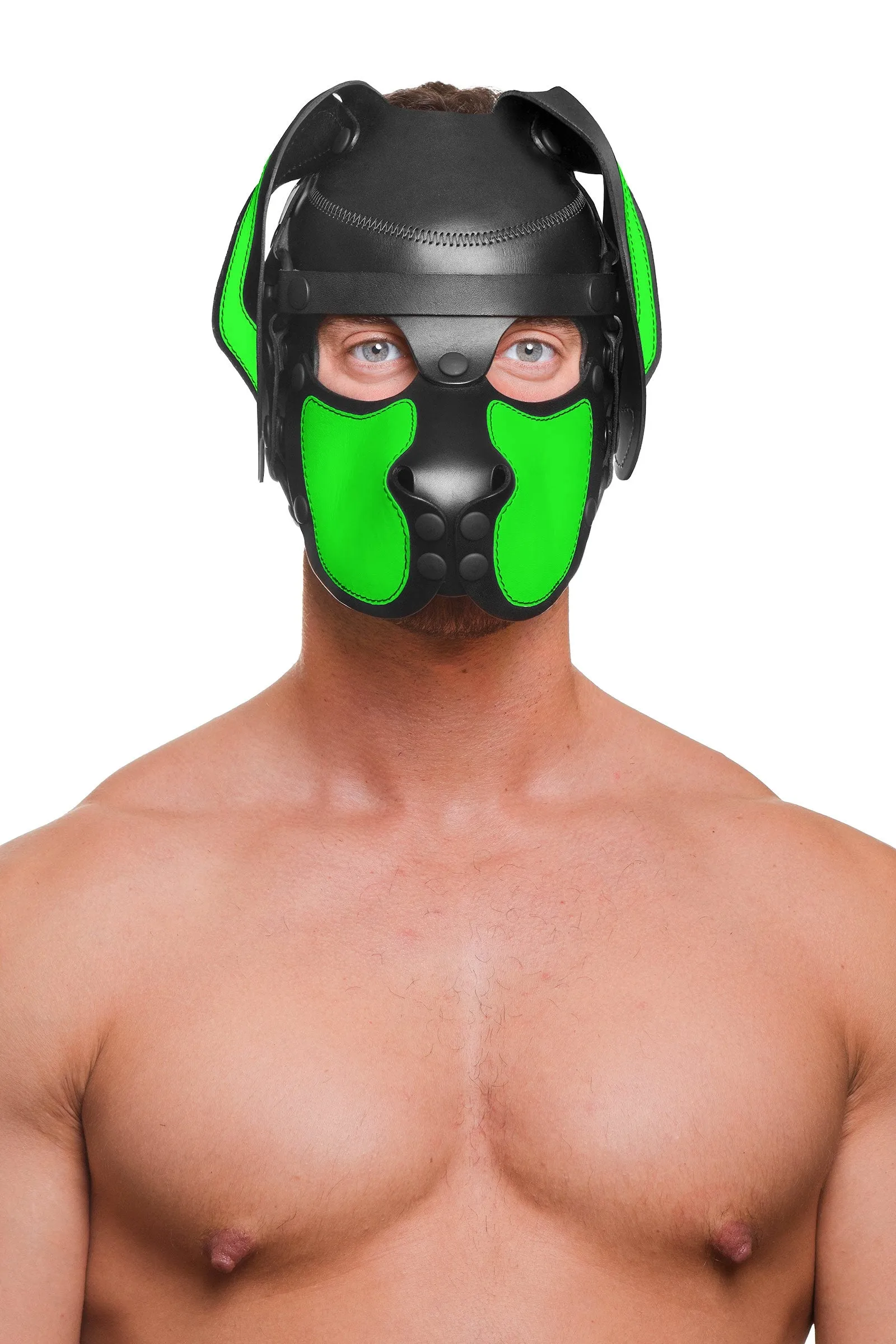 HEAD HARNESS PUP "RANGER" - Fluro Colours