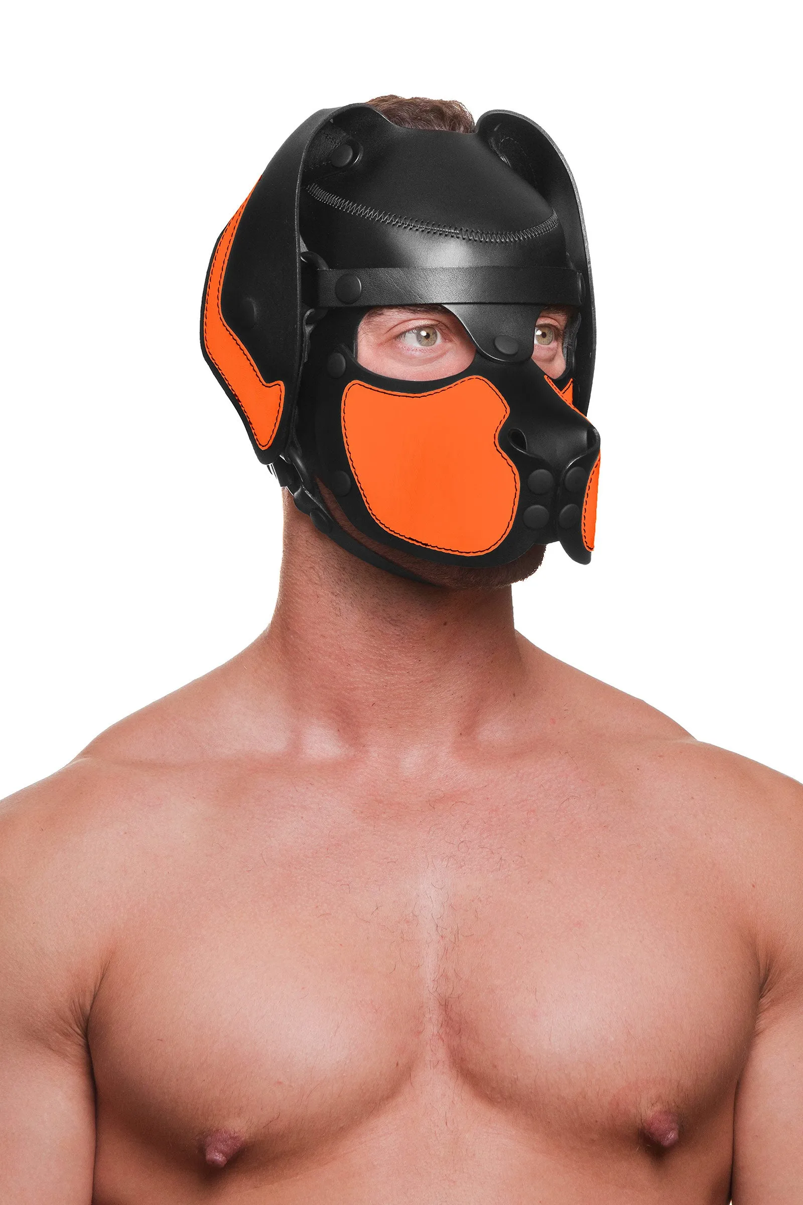HEAD HARNESS PUP "RANGER" - Fluro Colours