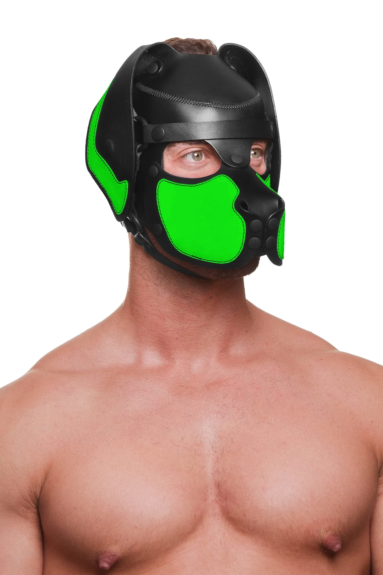 HEAD HARNESS PUP "RANGER" - Fluro Colours