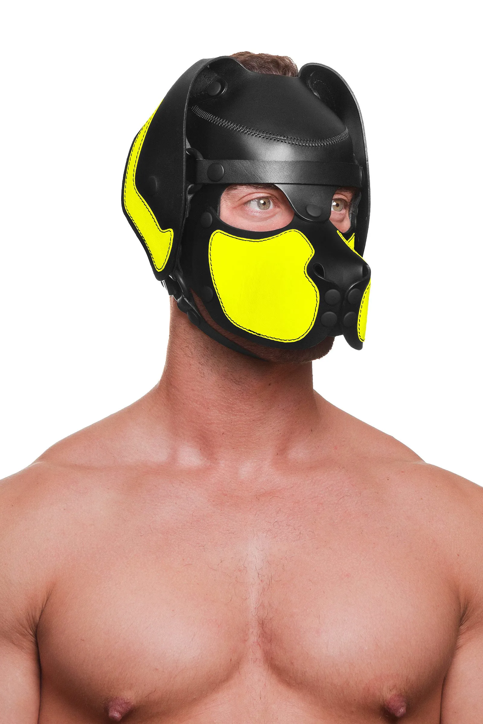 HEAD HARNESS PUP "RANGER" - Fluro Colours