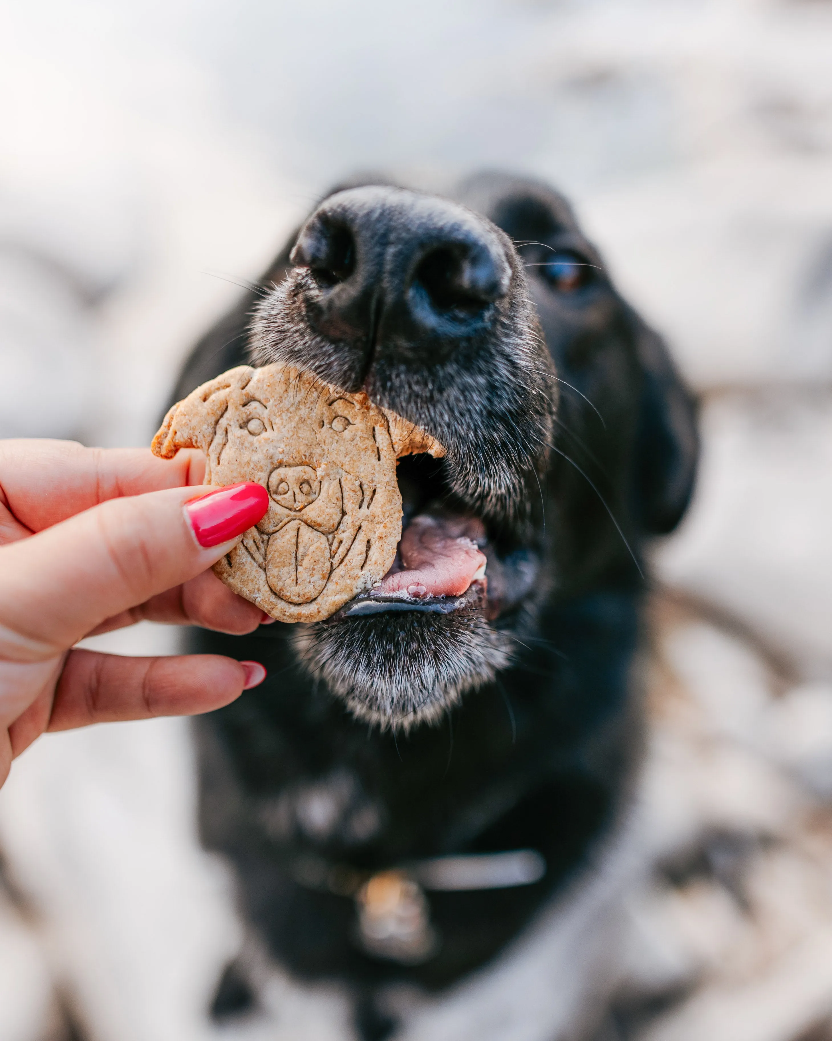 Pet Portrait Cookie Cutter (Custom)