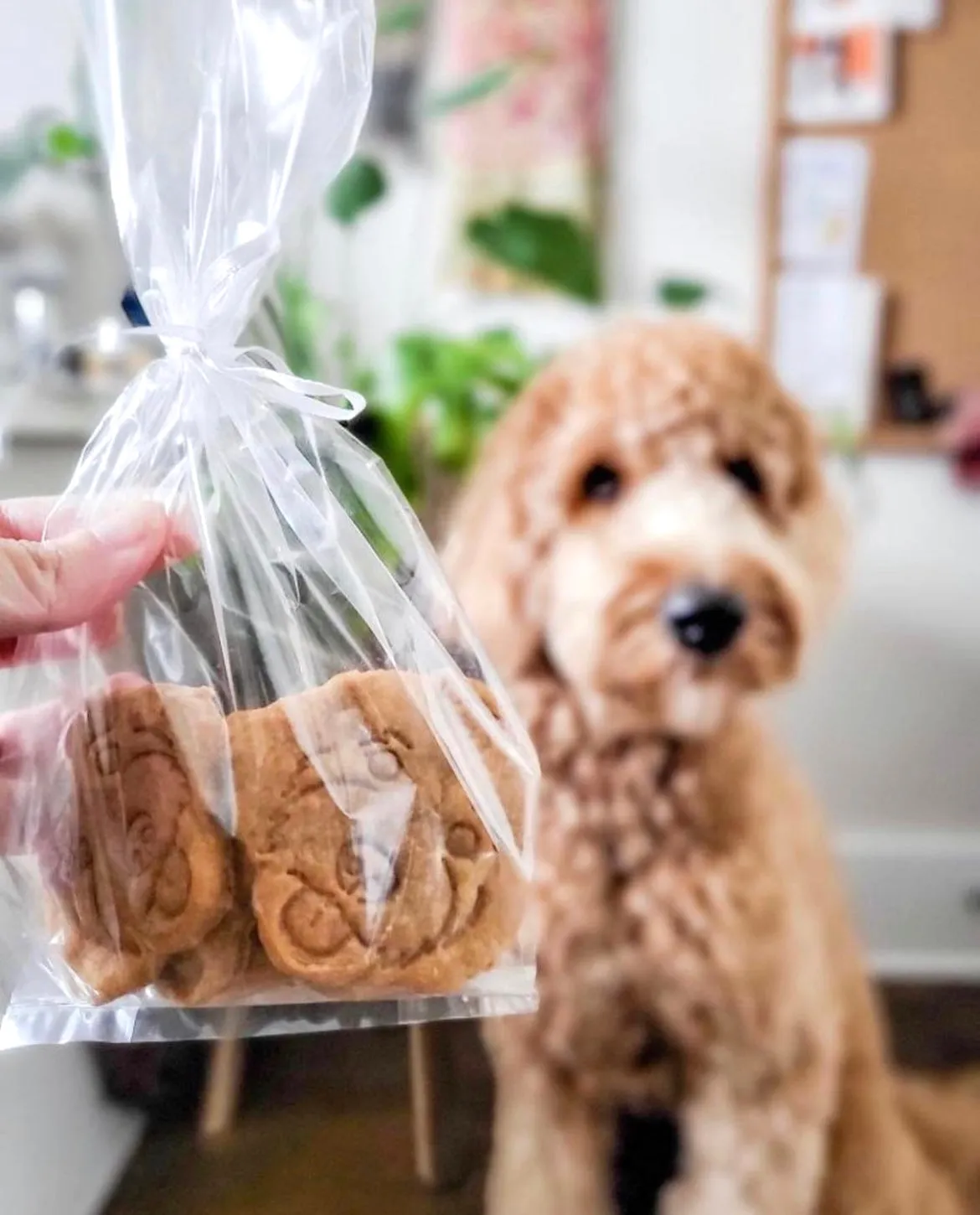 Pet Portrait Cookie Cutter (Custom)