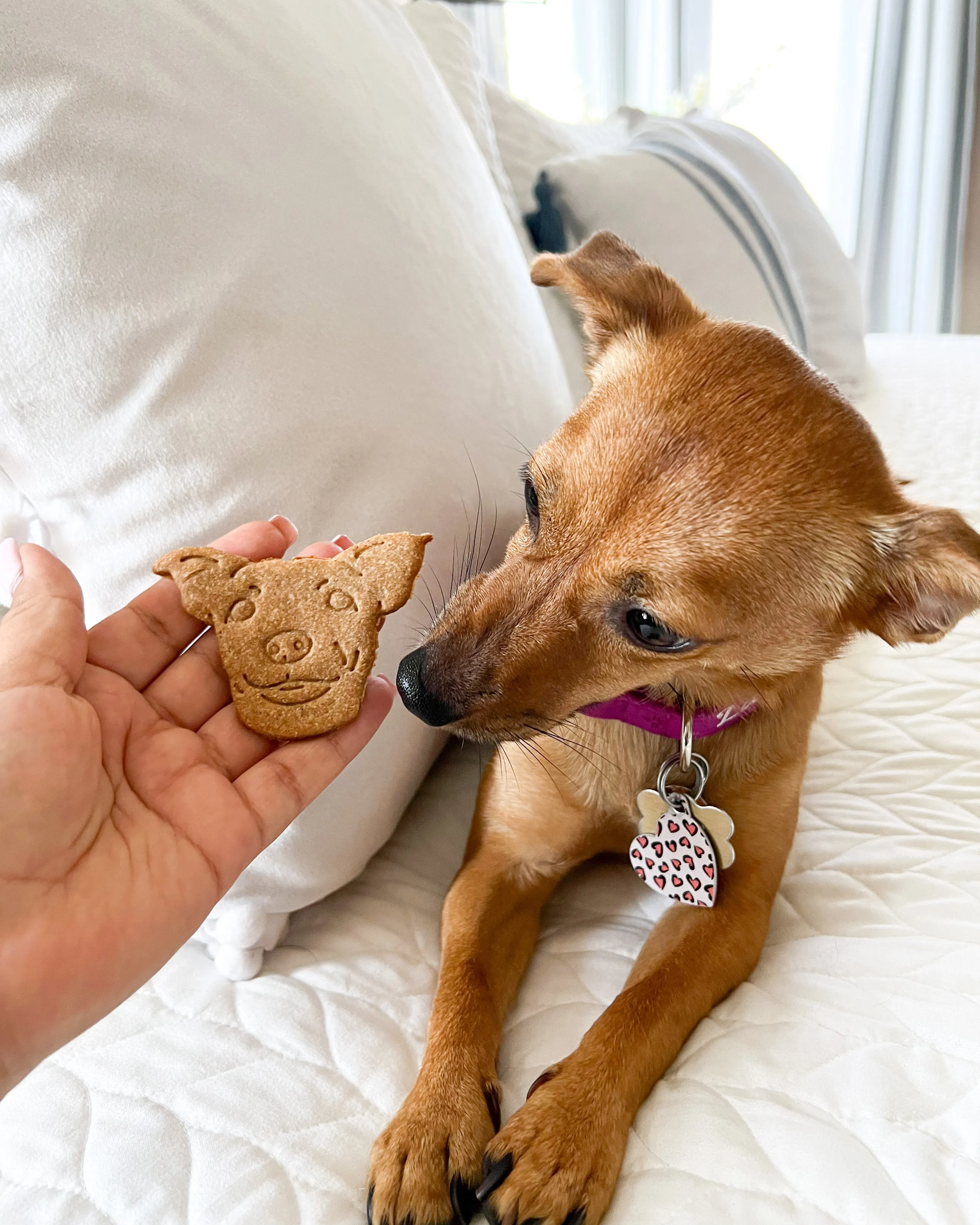 Pet Portrait Cookie Cutter (Custom)